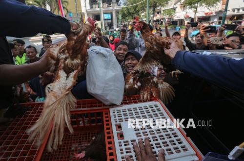 Lonjakan Biaya Pakan dan Merosotnya Harga Jual Telur Cekik Peternak Unggas di Jateng