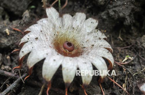Puluhan Ribu Spesies Tanaman Terancam Punah Akibat Perubahan Iklim