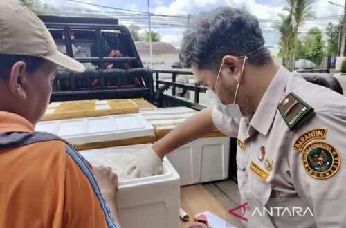 Karantina Kalsel Uji Kelaikan 1,1 Ton Udang Pink Kupas untuk Jatim