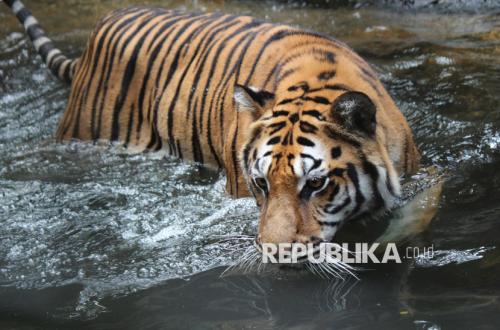 Menanti Solusi Pengelolaan Kebun Binatang Bandung