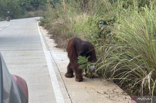 Orang Utan Berulang Kali Muncul Cari Makan di Pinggir Jalan Sangatta-Rantau Pulung
