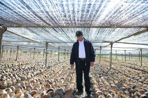 Pemerintah Siapkan 280 Juta Bibit Kakao dan Kelapa untuk Perkuat Perkebunan