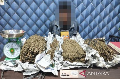 Polres Aceh Barat Amankan 3,1 Kg Ganja dari DPO Pengedar Narkotika