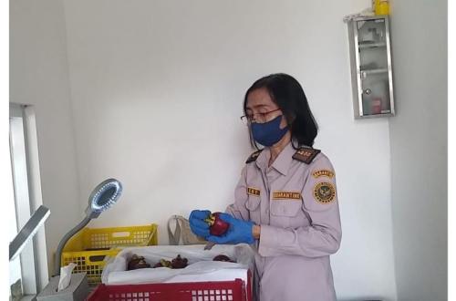 Pengiriman Manggis Bali ke Tiongkok Meningkat Jelang Imlek