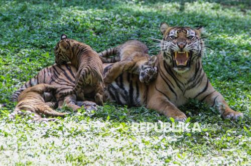 Ketika Satwa Dunia Terancam Punah, Harimau Nepal Justru Bertambah