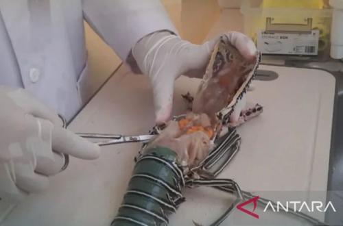 BKHIT Maluku Uji Lobster untuk Antisipasi Virus Bintik Putih
