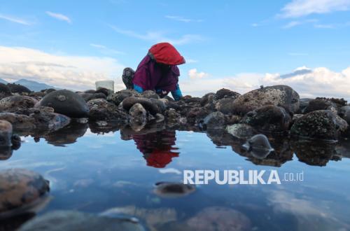 Mengais Rezeki di Tengah Surutnya Air Laut Pantai Cacalan