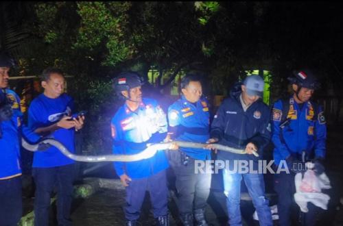 Ular King Kobra 2,5 Meter Ngumpet di Bawah Kompor Gas Warga di Kuningan, Damkar Langsung Evakuasi