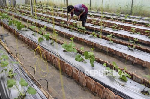 Kementan Libatkan Pesantren Kejar Swasembada Pangan