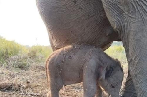 Keajaiban HUT RI: Bayi Gajah Sumatera Lahir di Pusat Konservasi Sumsel