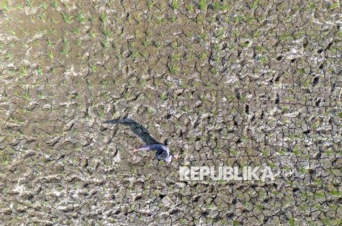 Hadapi El Nino Godzilla, Menteri PU Bakal Isi Penuh Bendungan