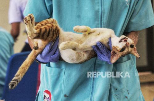 Sering Diabaikan, Perubahan Perilaku Ini Jadi Tanda Kucing Punya Masalah Ginjal