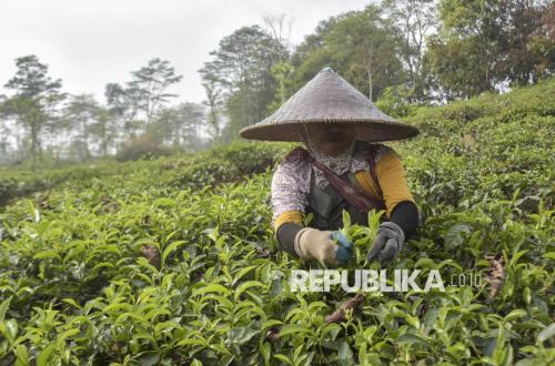 KDM Ingin angkat Pemetik Teh dari Kemiskinan, Begini Caranya