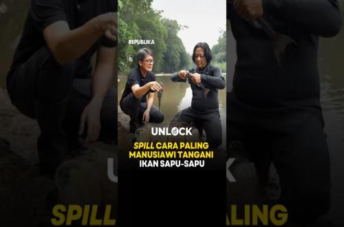 Spill Cara Paling Manusiawi Tangani Ikan Sapu Sapu