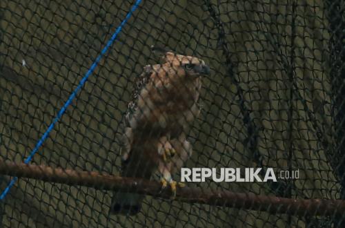 Pemerintah dan Lembaga Konservasi Susun Strategi, Cegah Kepunahan Elang Jawa