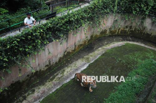 Bandung Zoo Miliki Pengelola Baru, Segera Dibuka untuk Pengunjung