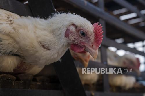 Peternak Ayam Broiler Skala Kecil-Menengah Terancam Merugi Akibat Pemadaman Listrik