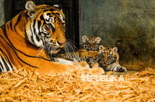 Anak Harimau di Kebun Binatang Bandung Mati, Diduga Terinfeksi Virus Feline Panleuk