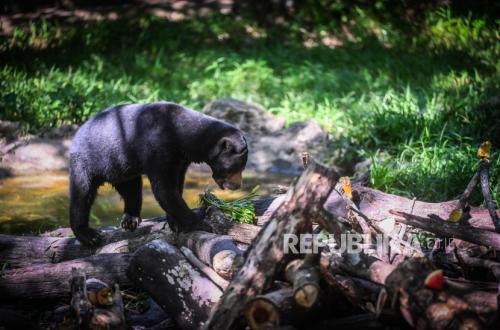 Warga di Riau Diserang Beruang Madu, BBKSDA Turunkan Tim Lakukan Penanganan