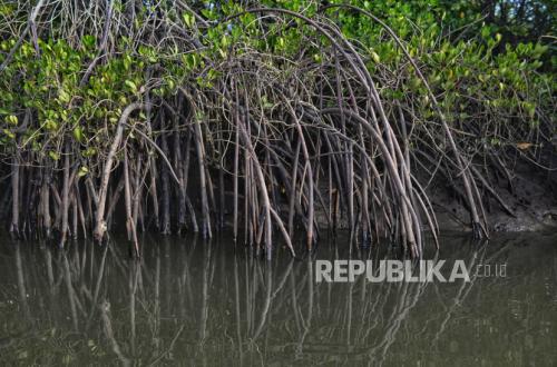 Peneliti Unud Uji Sampel Tanah Mangrove Benoa, Temukan Kontaminasi Senyawa Mirip BBM