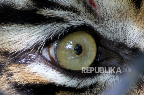 Jejak Harimau Sumatera Ditemukan di Kebun Nanas PT GGP, Lampung Timur
