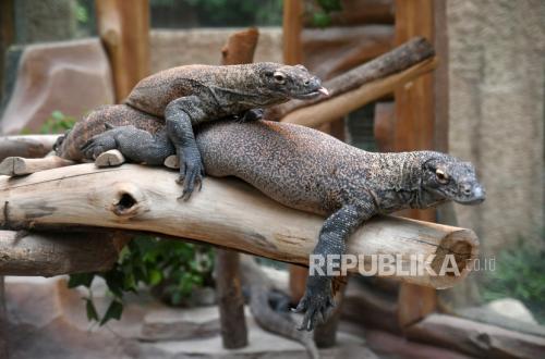 Bakal Kembang Biakkan Komodo, Indonesia–Jepang Perkuat Kerja Sama Konservasi Satwa Liar