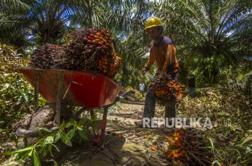 Implementasi Biodiesel B50 Perlu Penguatan Produksi Sawit di Sektor Hulu