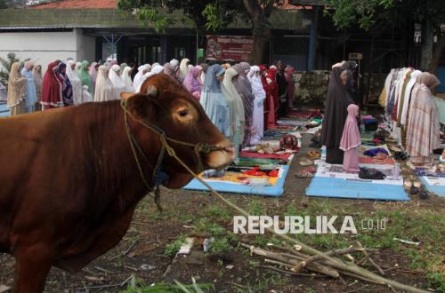 Dari Desa Hingga Kota, Ragam Momen Sholat Idul Adha 1447 H di Indonesia