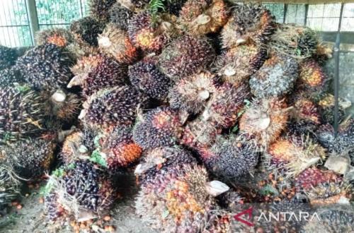 Kutim Tingkatkan Hilirisasi Sawit untuk Ketahanan Energi Nasional