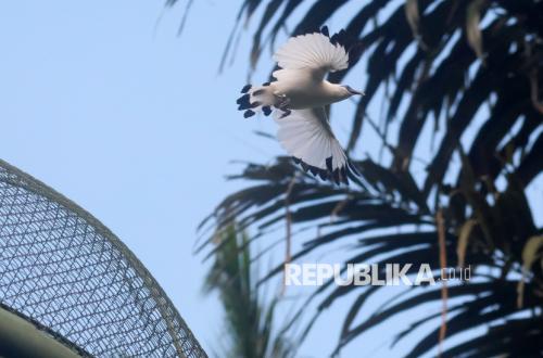 Kembali ke Alam, Belasan Burung Jalak Bali Dilepasliarkan di Badung