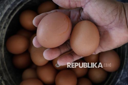 Warga Aceh Tamiang Didorong Kembangkan Peternakan Ayam Petelur