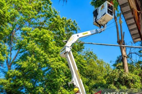 PLN Situbondo Pangkas Pohon demi Keandalan Listrik Saat HUT RI