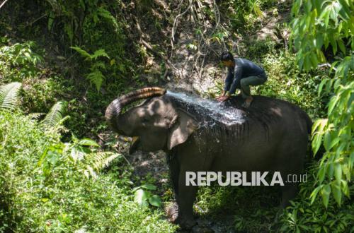 Gajah Jinak di Bener Meriah Kesulitan Akses untuk Mencari Minum Pascabencana Longsor
