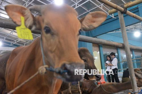 Jelang Idul Adha, Puluhan Petugas Mulai Disebar Periksa Hewan Kurban