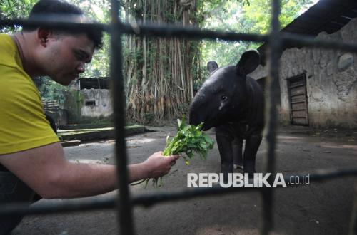 Lembaga Konservasi Buka Suara soal Lelang Pengelolaan Bandung Zoo