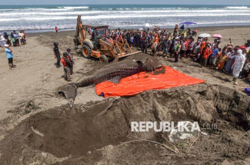 Hiu Tutul Sepanjang 4,5 Meter Mati Usai Terdampar di Pantai Banjarsari Cilacap