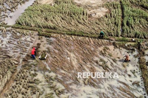 200 Hektar Lahan Sawah di Ciamis Terendam Banjir