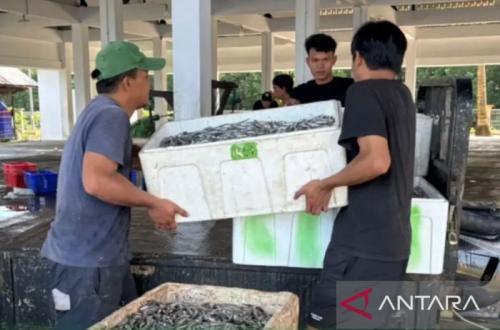DKP Kaltim Luncurkan Tiga Strategi Hilirisasi Perikanan Demi Dongkrak Ekspor