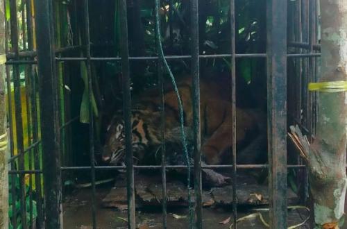 Pendiri TSI Soroti Pentingnya Rantai Makanan demi Selamatkan Harimau