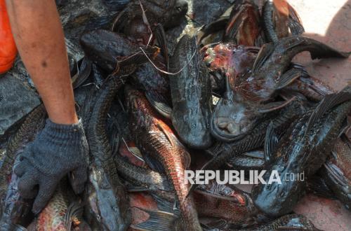 Isu Siomai Berbahan Ikan Sapu-Sapu Bikin Resah, Pedagang Buka Suara