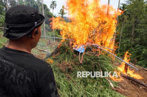 Petugas Gabungan Musnahkan 17 Ribu Batang Ganja di Aceh Utara
