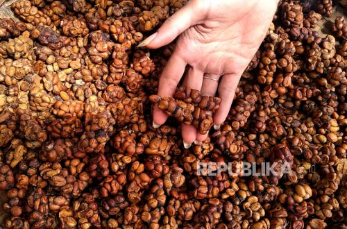 Minuman Kopi Luwak, Halal? Ini Penjelasan Muhammadiyah