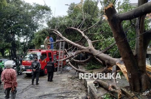 Pohon Tumbang di Bandung Akibat Hujan Deras dan Angin Kencang, Akses Jalan Terputus
