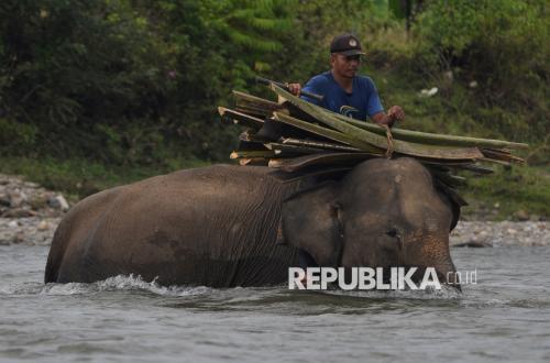 Apotek Hutan Gajah Sumatera