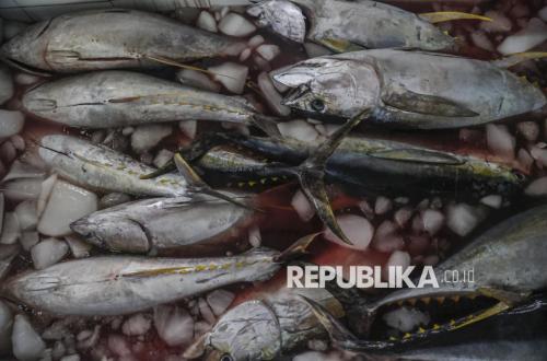 Makin 'Ngegas', Ekspor Ikan RI Tembus China dan Turki