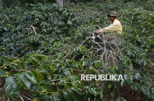Bangkit Pascabencana, Petani Gayo Berupaya Pulihkan Produksi Kopi Arabika