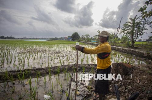Kemarau Ancam Produksi Padi Indramayu, Petani Minta Air Segera Digelontorkan
