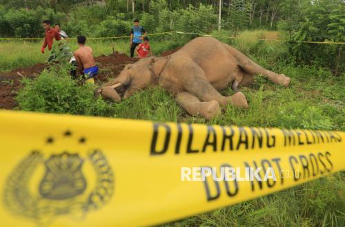 Kasus Gajah tanpa Kepala di Area Kerja PT RAPP Ungkap Dugaan Perburuan Liar