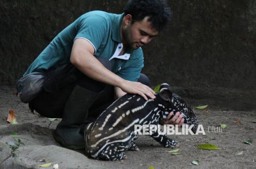 KDM Bayar Tunggakan Gaji Pegawai Bandung Zoo Dua Bulan Sekaligus