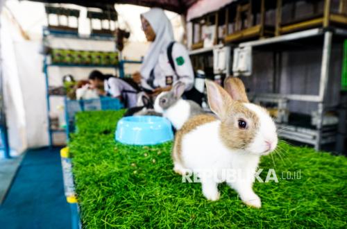Kasih Sayang Rasulullah kepada Hewan, Jangan Menyakiti Makhluk Allah